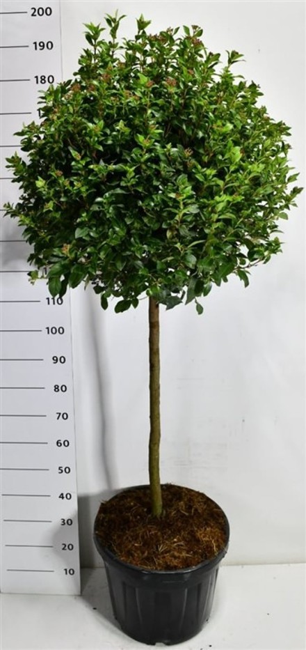 Viburnum tin. 'Eve Price'