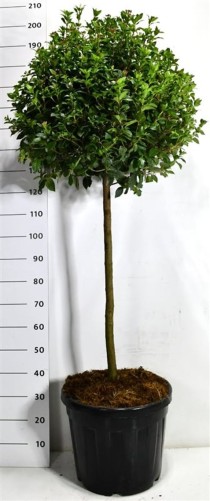 Viburnum tin. 'Eve Price'