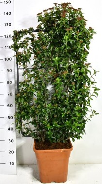 Viburnum tin. 'Eve Price'