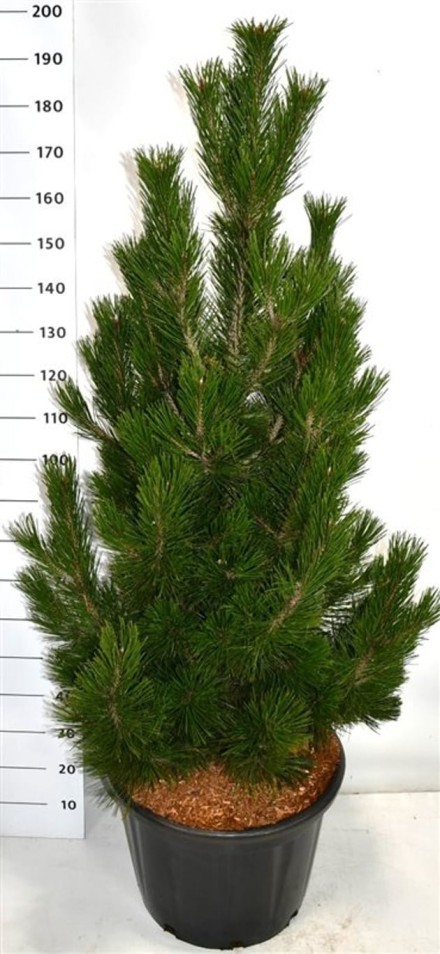 Pinus heldreichii 'Little Dracula'