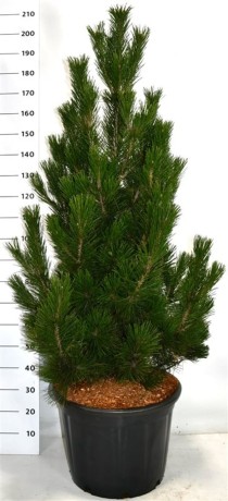 Pinus heldreichii 'Little Dracula'