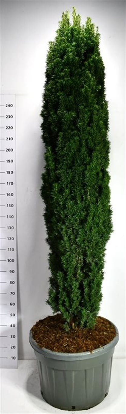 Taxus b. 'Fastigiata Robusta'