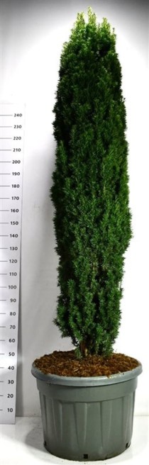 Taxus b. 'Fastigiata Robusta'
