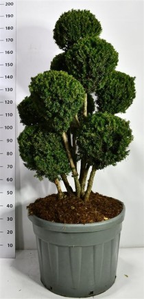 Taxus media 'Hillii'