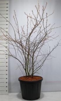 Amelanchier lamarckii