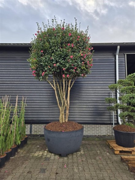 Camellia hiem. 'Kanjiro'