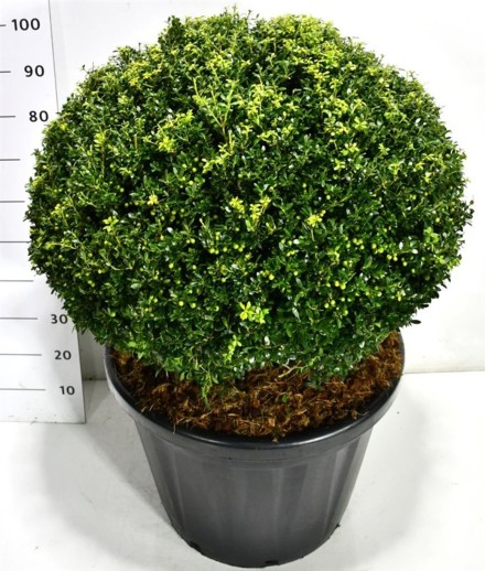 Ilex crenata 'Fructu Luteo'