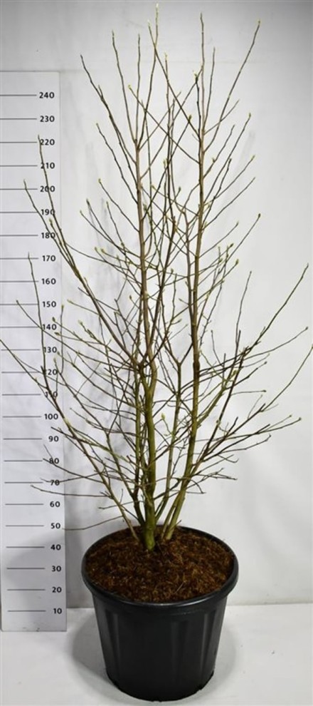 Magnolia loebneri 'Wildcat'