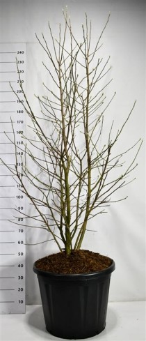 Magnolia loebneri 'Wildcat'