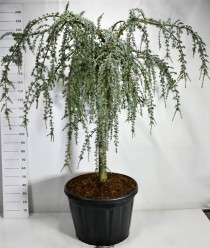 Cedrus atl. 'Glauca Pendula'