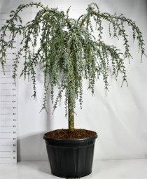 Cedrus atl. 'Glauca Pendula'