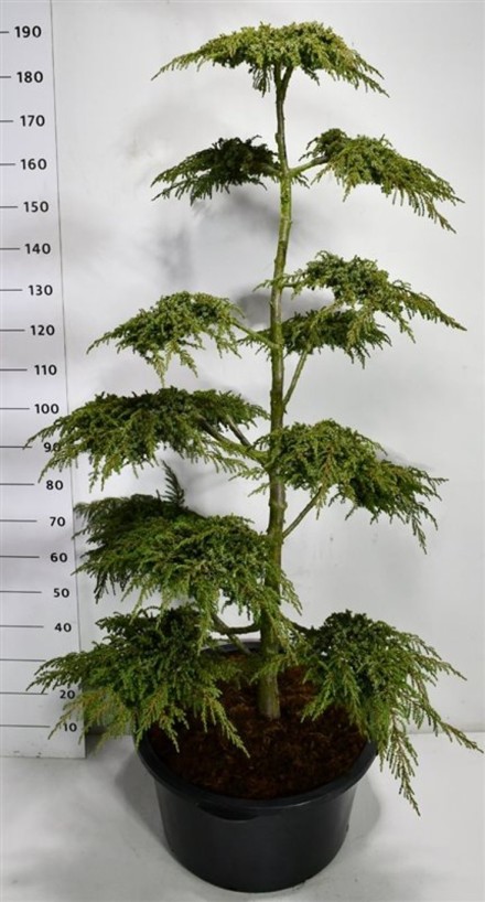 Juniperus comm. 'Green Carpet'