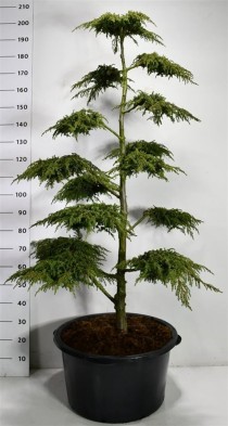 Juniperus comm. 'Green Carpet'