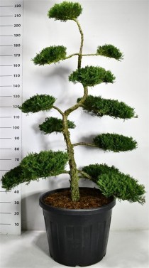 Juniperus sabina 'Rockery Gem'