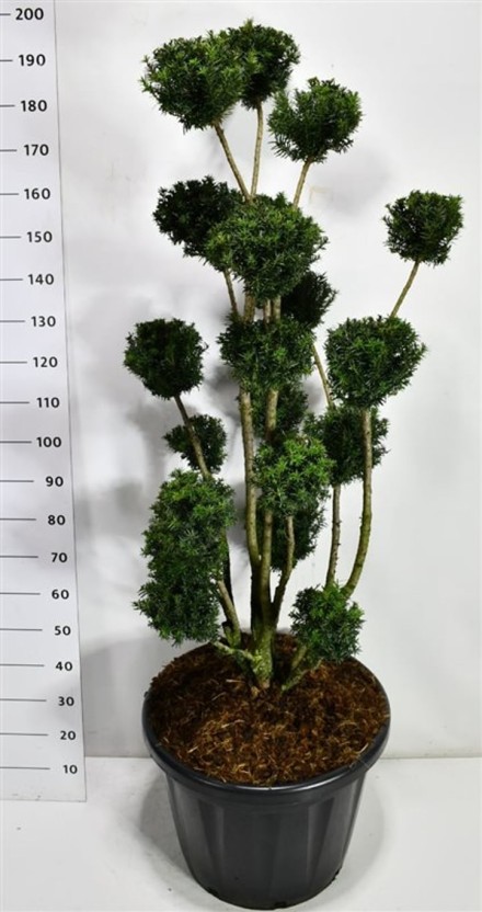 Taxus media 'Hicksii'