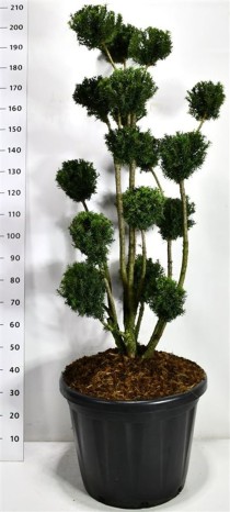 Taxus media 'Hicksii'