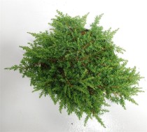 Juniperus comm. 'Green Carpet'