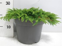 Juniperus comm. 'Green Carpet'