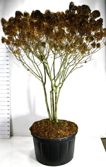 Hydrangea pan. 'Limelight'