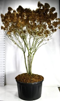 Hydrangea pan. 'Limelight'