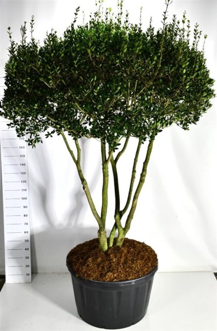 Osmanthus heterophyllus