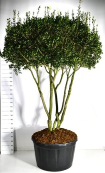 Osmanthus heterophyllus