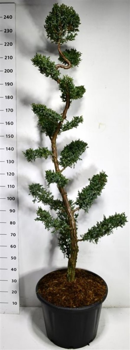 Juniperus chin. 'Blue Alps'