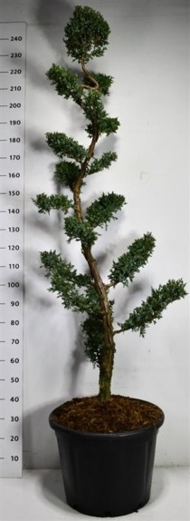 Juniperus chin. 'Blue Alps'