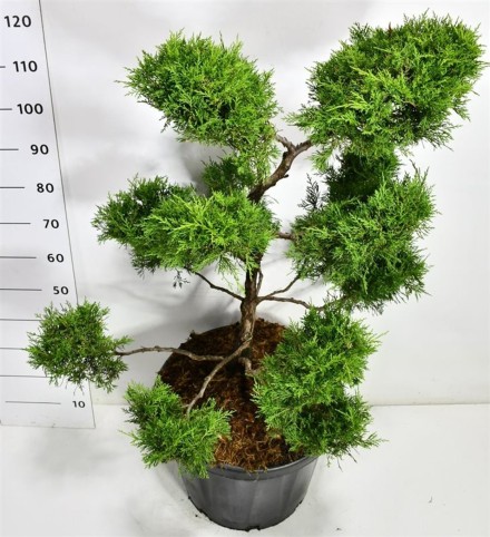 Juniperus pfitzeriana 'Old Gold'