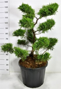 Juniperus pfitzeriana 'Old Gold'