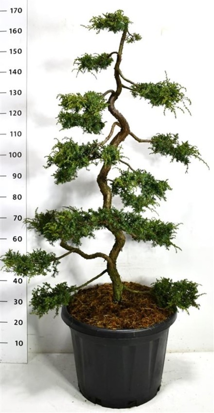 Juniperus comm. 'Hornibrookii'