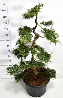 Juniperus comm. 'Hornibrookii'