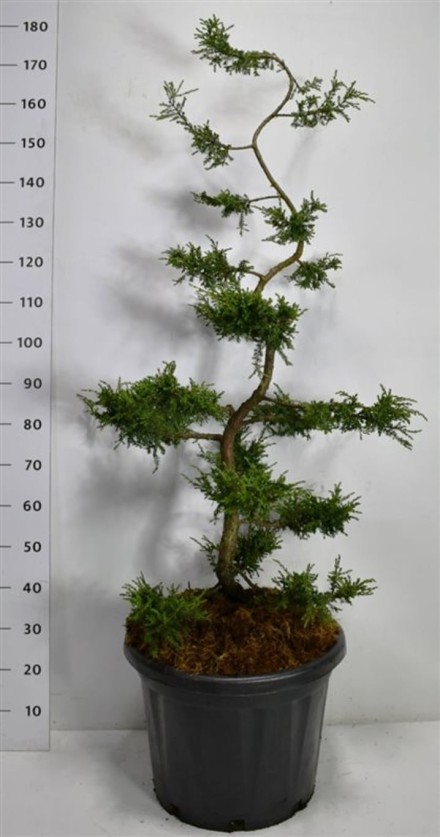 Juniperus comm. 'Repanda'