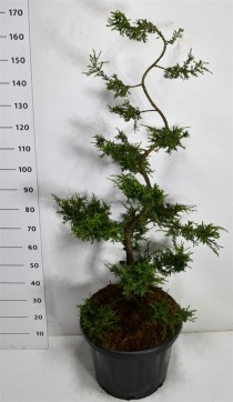 Juniperus comm. 'Repanda'