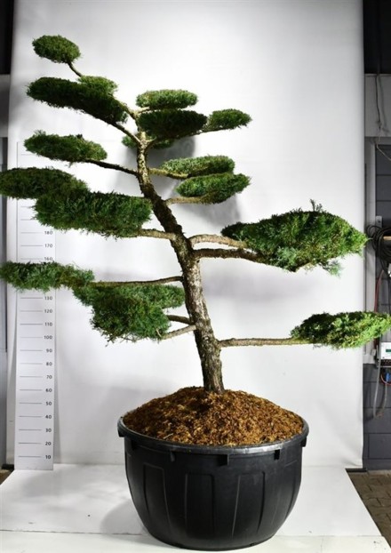 Juniperus media 'Hetzii'