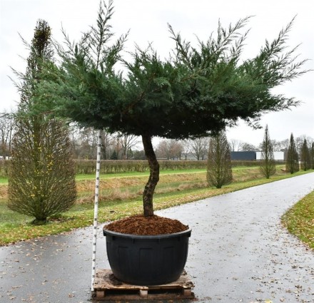 Juniperus media 'Hetzii'