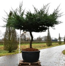 Juniperus media 'Hetzii'