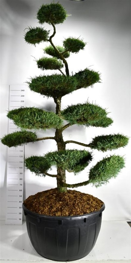 Juniperus media 'Hetzii'