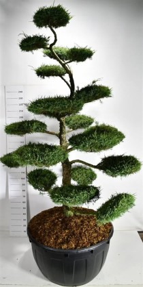 Juniperus media 'Hetzii'