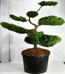 Juniperus pf. 'Pfitzeriana Aurea'