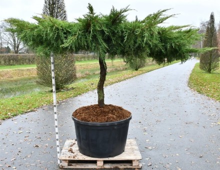 Juniperus pf. 'Pfitzeriana Aurea'
