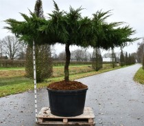 Juniperus pf. 'Pfitzeriana Aurea'