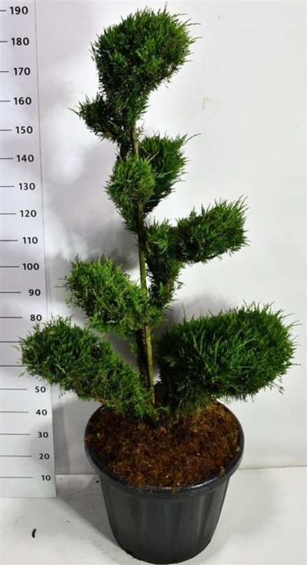 Juniperus pfitzeriana 'Mint Julep'