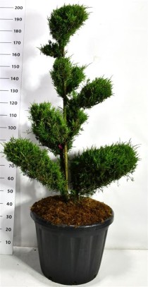 Juniperus pfitzeriana 'Mint Julep'