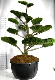 Juniperus pfitzeriana 'Mint Julep'