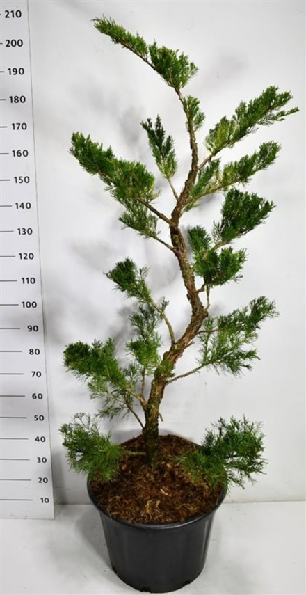 Juniperus pfitzeriana 'Mint Julep'