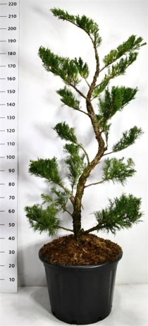 Juniperus pfitzeriana 'Mint Julep'