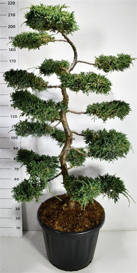 Juniperus squamata 'Blue Carpet'