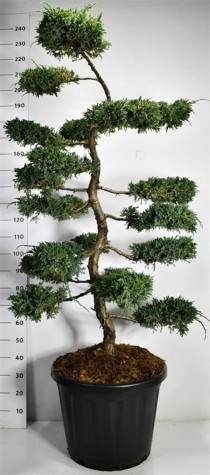 Juniperus squamata 'Blue Carpet'
