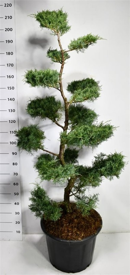 Juniperus virg. 'Grey Owl'